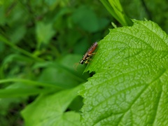 Onycholyda sitkensis