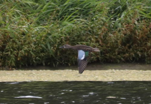 Blue-winged Teal