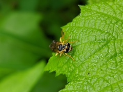 Onycholyda sitkensis