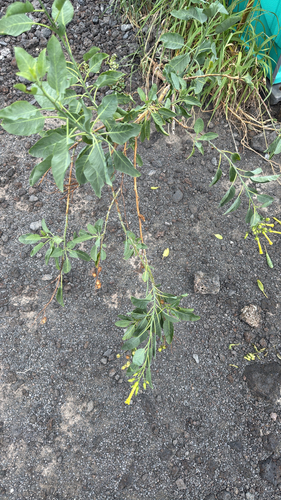 Nicotiana glauca observed 2026-09-21