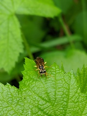 Onycholyda sitkensis