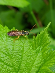 Onycholyda sitkensis
