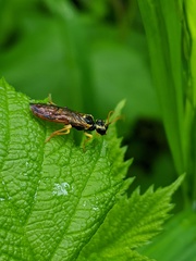 Onycholyda sitkensis