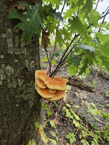 chicken of the woods