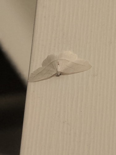Pale Beauty