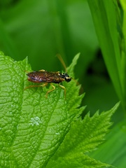 Onycholyda sitkensis