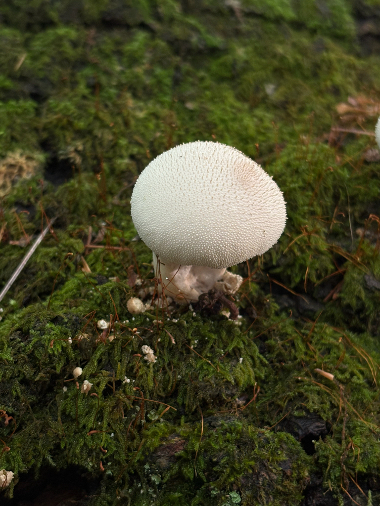 common puffball · September 2026 · photo: Photo: (c) delognut, some rights reserved (CC BY) · iNaturalist