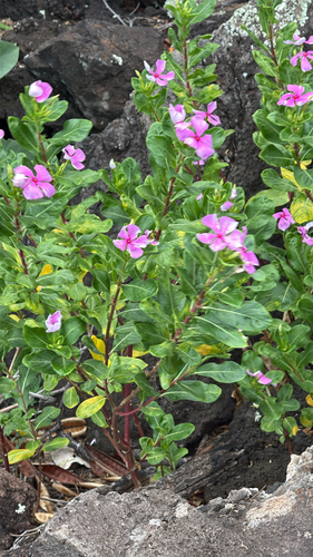 Catharanthus roseus observed 2026-09-21