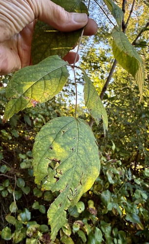 Aralia spinosa, photograph 2