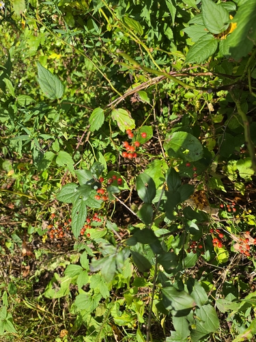 multiflora rose