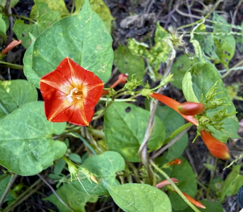 Ipomoea coccinea, photograph 6