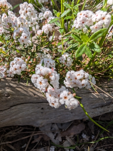 common beard-heath