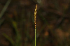 Carex scirpoidea, photograph (c) Dustin Snider, some rights reserved (CC BY)