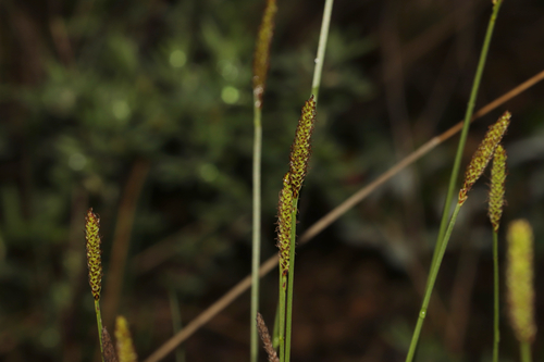 Carex scirpoidea, photograph 3