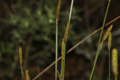 Carex scirpoidea, photograph (c) Dustin Snider, some rights reserved (CC BY)