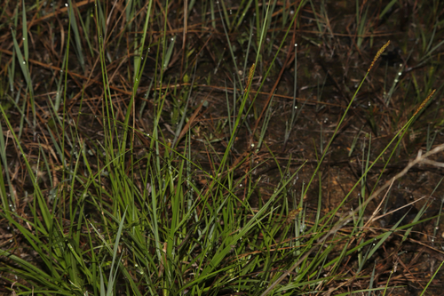 Carex scirpoidea, photograph 4