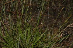 Carex scirpoidea, photograph (c) Dustin Snider, some rights reserved (CC BY)