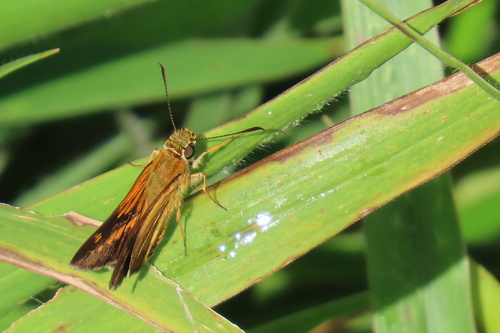 Scrub Darter