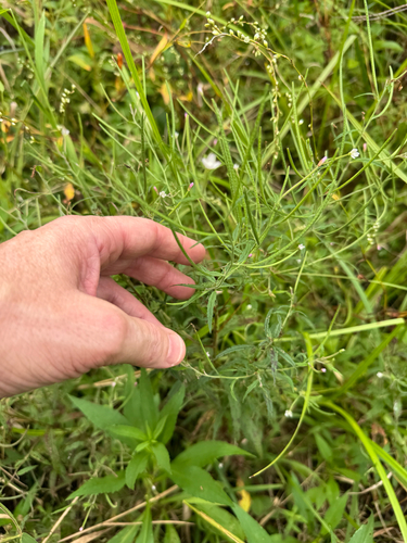 Epilobium coloratum, photograph 2