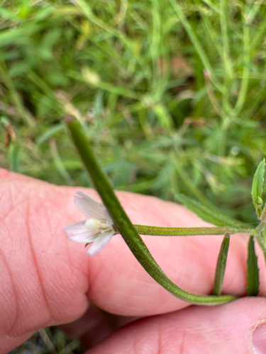 Epilobium coloratum, photograph 3