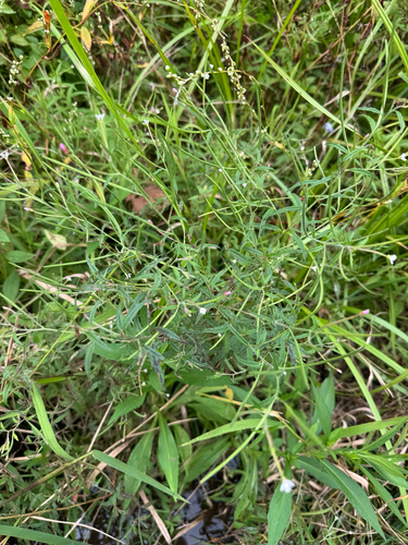 Epilobium coloratum, photograph 1