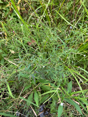 Epilobium coloratum