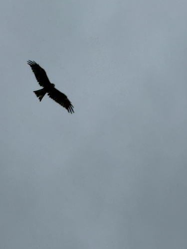 Black Kite