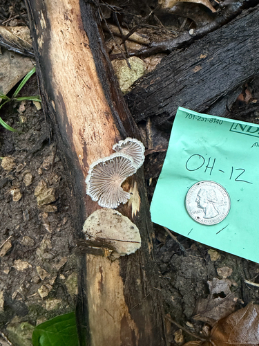splitgill mushroom