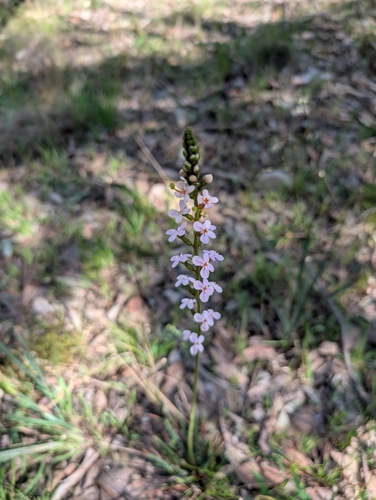 Grass Triggerplant