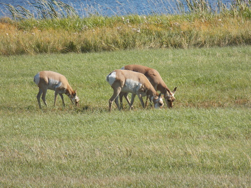 Pronghorn
