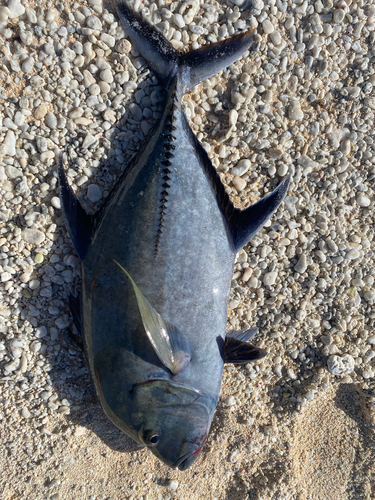 Caranx lugubris observed 2026-09-21
