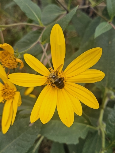 Common Eastern Bumble Bee