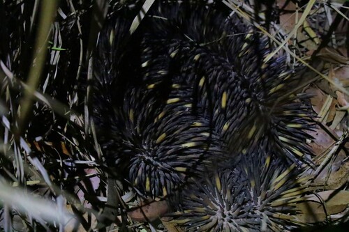 Short-beaked Echidna