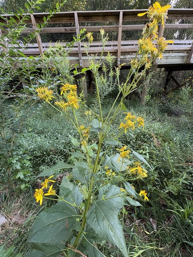 Verbesina occidentalis, photograph 5