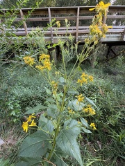 Verbesina occidentalis, photograph author not stated, no rights reserved