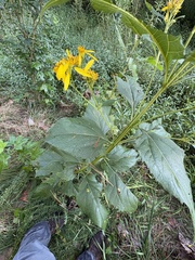 Verbesina occidentalis, photograph author not stated, no rights reserved