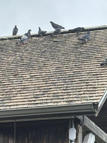Feral Pigeon