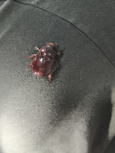 Bothynus medon