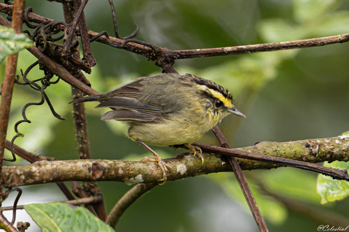 Alcippe cinerea observed 2026-08-17