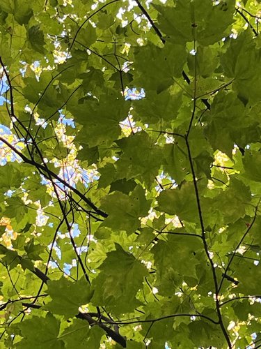 red maple