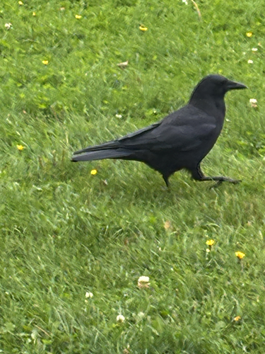 American Crow