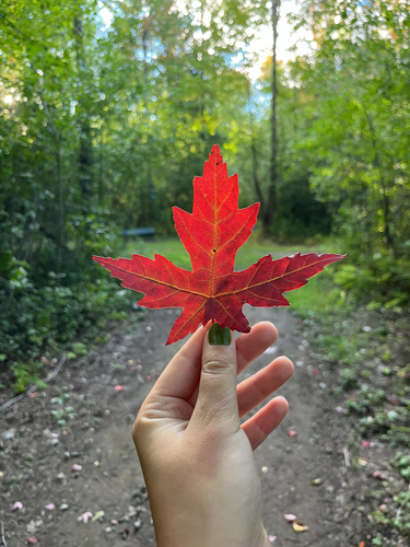 silver maple