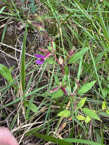 Cuphea viscosissima