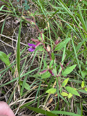 Cuphea viscosissima