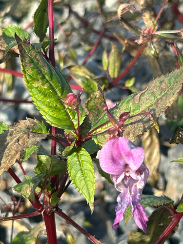 Himalayan balsam