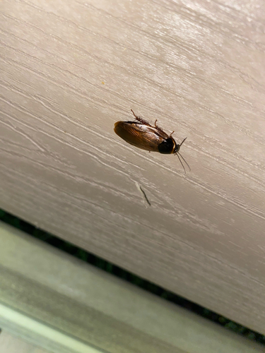 Surinam Cockroach