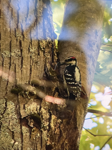 Hairy Woodpecker
