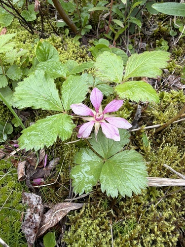 Rubus arcticus, photograph 2