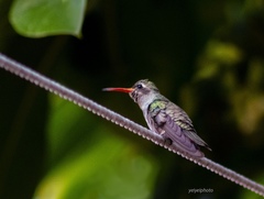 Phaeoptila sordida