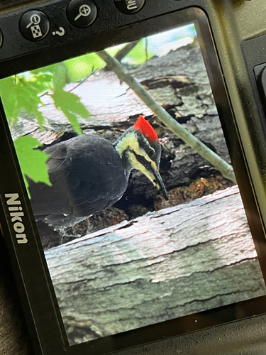 Pileated Woodpecker